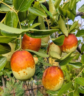 Ziziphus jujuba ‘Gheri’s Géant’